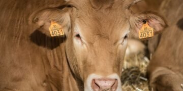 Close-up of an electronic EID ear tag on a beef cattle ear used for livestock identification and scale integration on a US farm