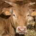 Close-up of an electronic EID ear tag on a beef cattle ear used for livestock identification and scale integration on a US farm