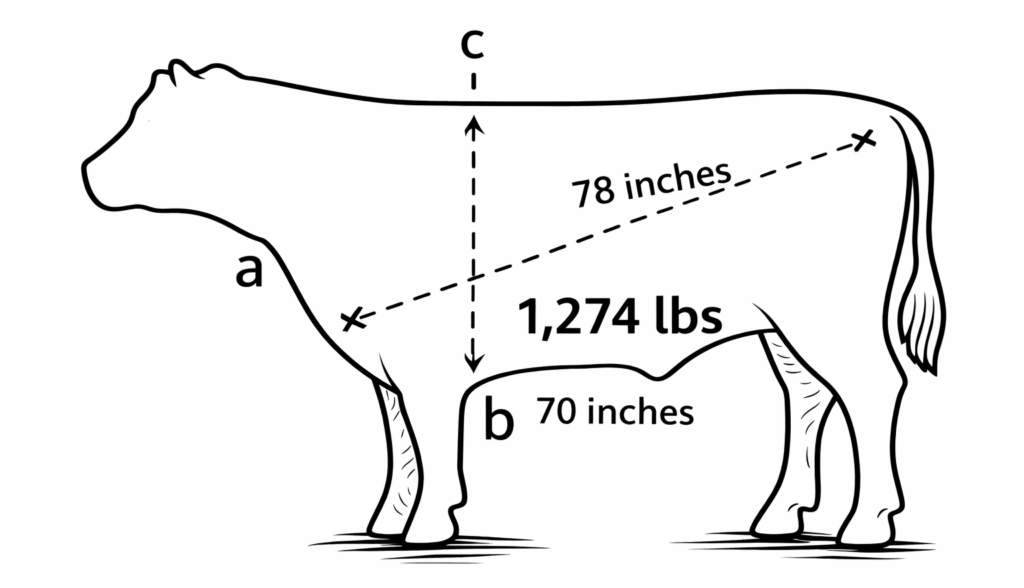 beef cattle weighing livestock farm