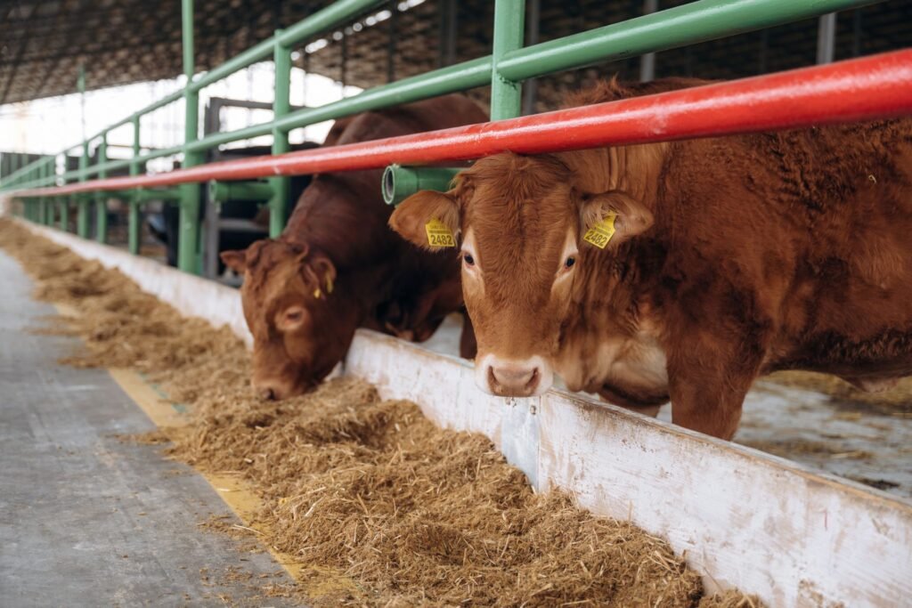 Beef cattle on a grain-based finishing ration in a US feedlot where average daily gain tracking determines market timing