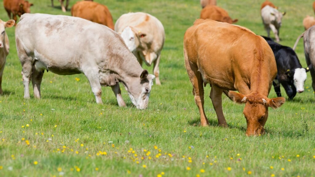 Beef cattle grazing on pasture on a US farm where regular weight monitoring supports herd health and market decisions
