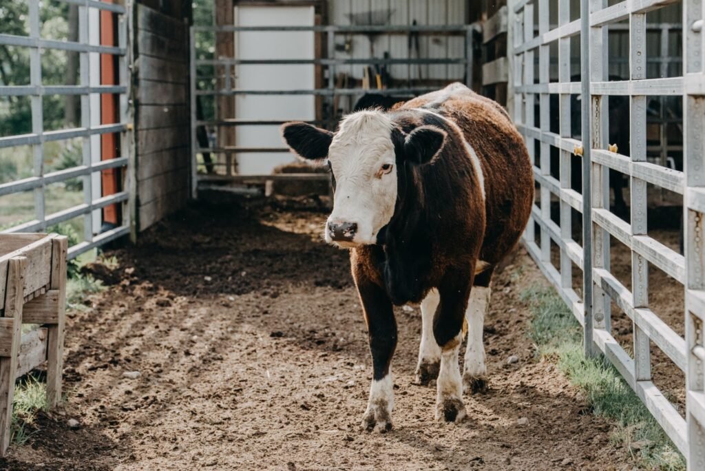 Beef cattle moving calmly through a low-stress handling chute on a US farm before being weighed on a livestock scale