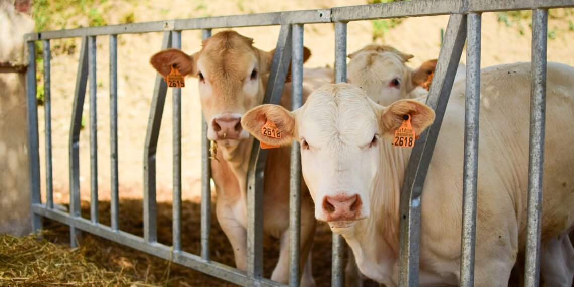 checking cattle weights on a livestock scale inside a farm handling system