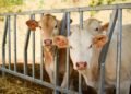 checking cattle weights on a livestock scale inside a farm handling system