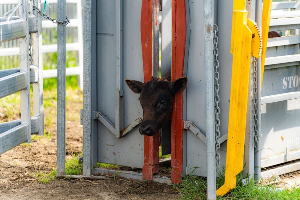 Single animal livestock platform scale with side rails containing a beef cow for accurate weight measurement on a US farm