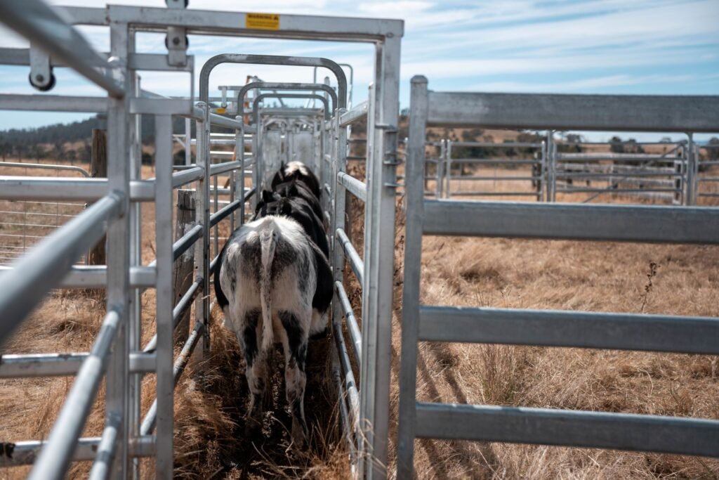 Cattle moving through a single file handling race on a US farm toward a livestock scale for weighing