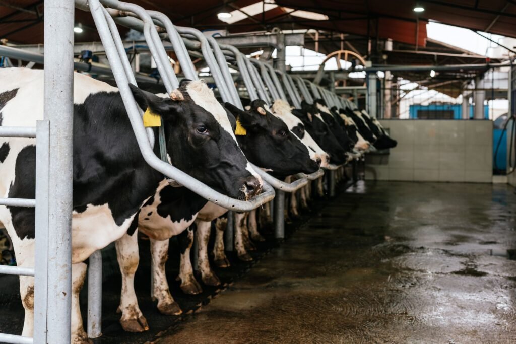 Dairy cows in a US farm barn being assessed for body condition and weight management during the lactation cycle