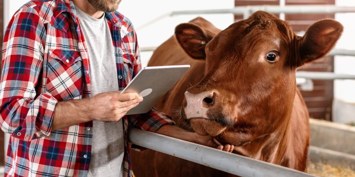 Farmer calibrating a livestock scale on a farm yard with cattle in a handling pen nearby