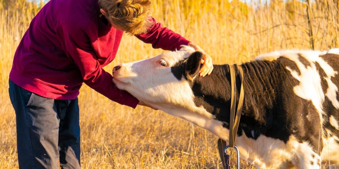Farmer using a measuring tape around the heart girth of a beef cow to estimate cattle weight without a scale