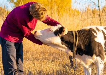 Farmer using a measuring tape around the heart girth of a beef cow to estimate cattle weight without a scale