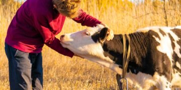 Farmer using a measuring tape around the heart girth of a beef cow to estimate cattle weight without a scale