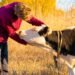 Farmer using a measuring tape around the heart girth of a beef cow to estimate cattle weight without a scale