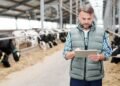 Beef cattle producer reviewing weight gain records and average daily gain data on a tablet in a farm yard