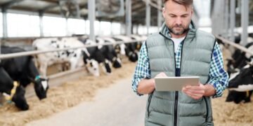 Beef cattle producer reviewing weight gain records and average daily gain data on a tablet in a farm yard