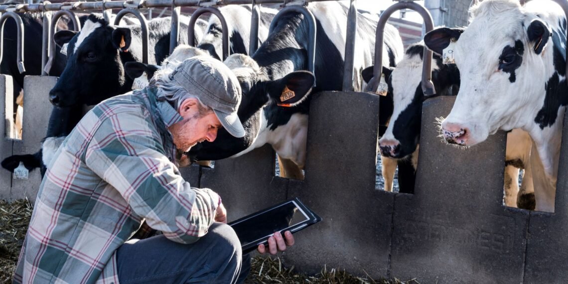 armer checking cattle weight on a livestock scale in a farm yard as part of a regular weighing schedule