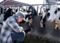 armer checking cattle weight on a livestock scale in a farm yard as part of a regular weighing schedule