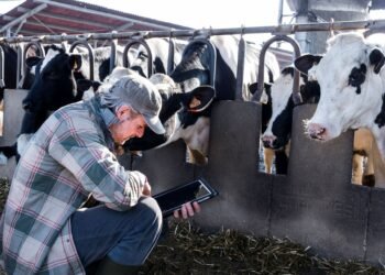 armer checking cattle weight on a livestock scale in a farm yard as part of a regular weighing schedule