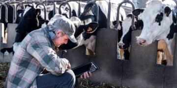 armer checking cattle weight on a livestock scale in a farm yard as part of a regular weighing schedule