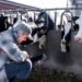 armer checking cattle weight on a livestock scale in a farm yard as part of a regular weighing schedule