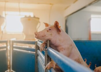 Finishing pigs in a commercial US hog barn approaching market weight ready for weighing and sorting