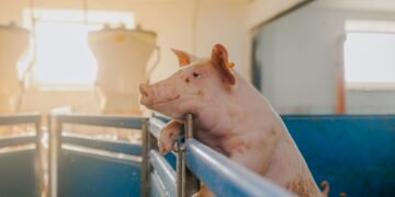 Finishing pigs in a commercial US hog barn approaching market weight ready for weighing and sorting