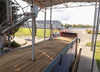 Grain truck driving onto a farm truck scale platform at harvest time to weigh a load of corn