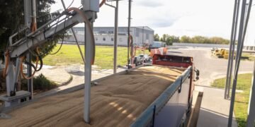 Grain truck driving onto a farm truck scale platform at harvest time to weigh a load of corn