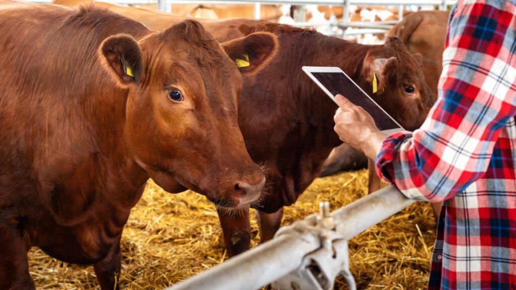 Ranch hand assessing beef cattle body condition score in a farm pen for livestock management