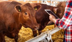 Farmer measuring heart girth of beef cow to estimate cattle weight without a scale