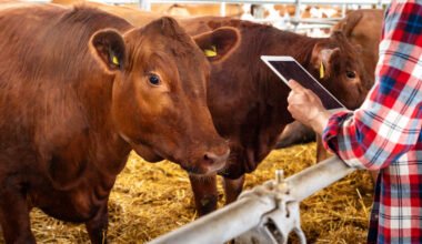 Farmer measuring heart girth of beef cow to estimate cattle weight without a scale