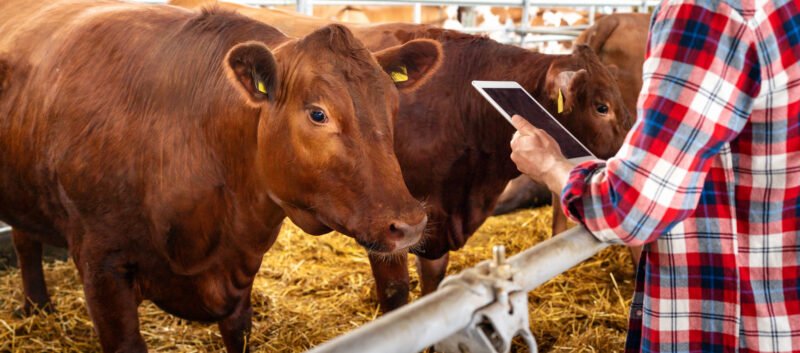 Farmer measuring heart girth of beef cow to estimate cattle weight without a scale