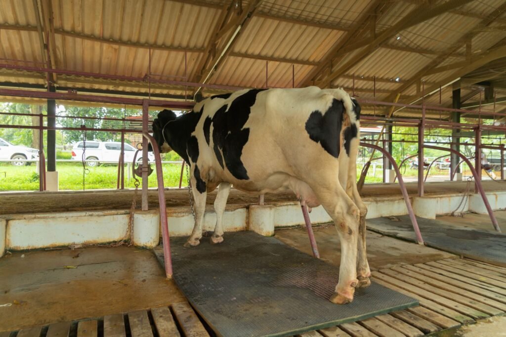 Portable livestock platform scale used on a US farm to weigh individual cattle without truck scale infrastructure