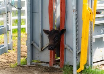 Newly installed livestock scale and chute system in a US farm yard with concrete base and cattle handling race