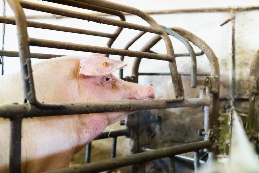 Hog producer weighing finishing pigs on a platform scale in a US commercial pig finishing barn