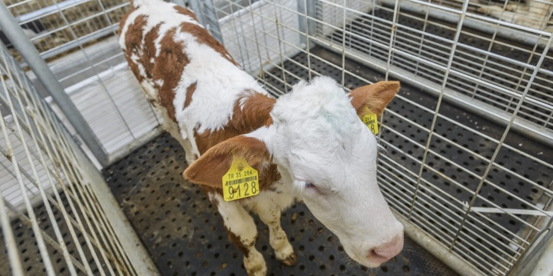 Portable livestock weigh bars set up in a farm yard with cattle being weighed through a handling system