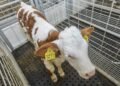 Portable livestock weigh bars set up in a farm yard with cattle being weighed through a handling system