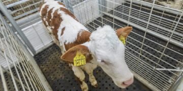 Portable livestock weigh bars set up in a farm yard with cattle being weighed through a handling system