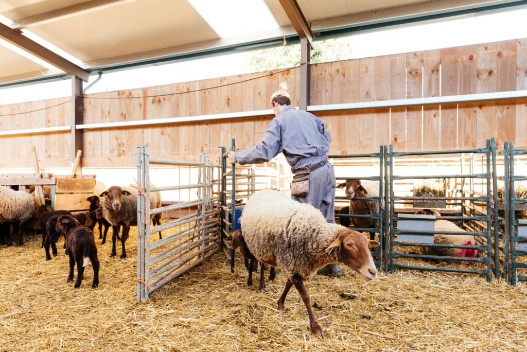 Sheep farmer sorting and weighing finishing lambs in a farm pen to identify animals ready for market