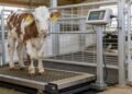 Beef cow being weighed on a certified livestock scale in a farm handling system for accurate live weight measurement