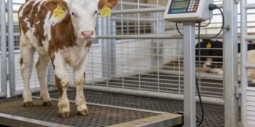 Beef cow being weighed on a certified livestock scale in a farm handling system for accurate live weight measurement