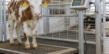 Beef cow being weighed on a certified livestock scale in a farm handling system for accurate live weight measurement