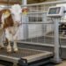Beef cow being weighed on a certified livestock scale in a farm handling system for accurate live weight measurement
