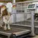 Beef cow being weighed on a certified livestock scale in a farm handling system for accurate live weight measurement