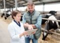Beef cattle being weighed on a livestock scale on a farm for herd management weight benchmarking against breed averages