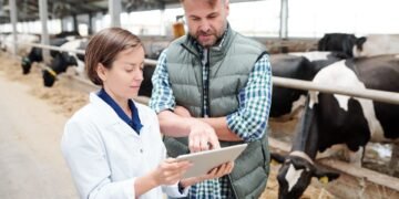 Beef cattle being weighed on a livestock scale on a farm for herd management weight benchmarking against breed averages