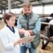 Beef cattle being weighed on a livestock scale on a farm for herd management weight benchmarking against breed averages