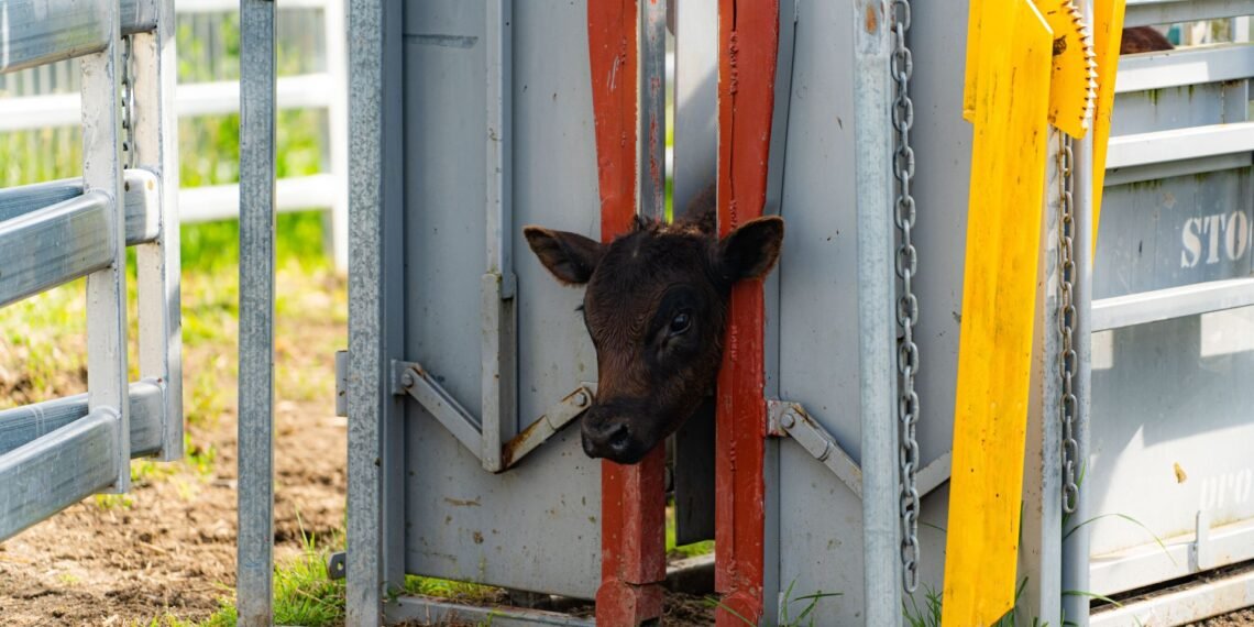 Cattle being weighed on a livestock scale in a farm handling system with a digital weight indicator
