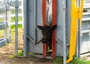 Cattle being weighed on a livestock scale in a farm handling system with a digital weight indicator