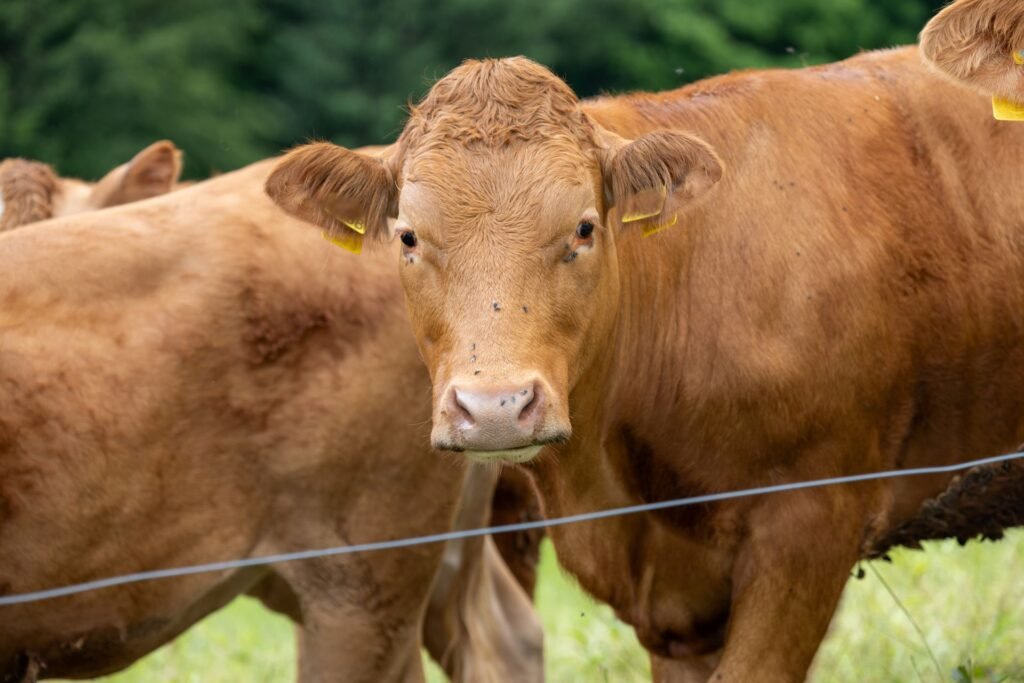 Farmer using a livestock weigh tape on a beef cow's heart girth circumference to estimate live weight without a scale