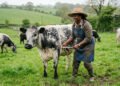 Farmer measuring heart girth of beef cow with flexible tape measure to calculate cattle weight using the Schaeffer formula